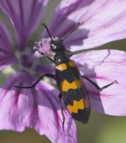 Réf. 231 877 : Mylabris variabilis
